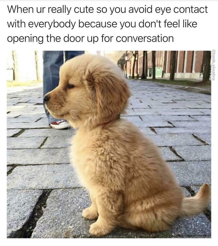 A cute golden retriever puppy sitting and looking away. Funny memes about life, avoiding eye contact.