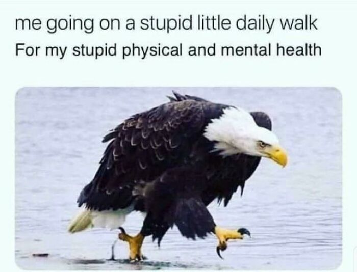 A meme with a walking bald eagle, illustrating daily walk for physical and mental health. Chucklesome memes about life.