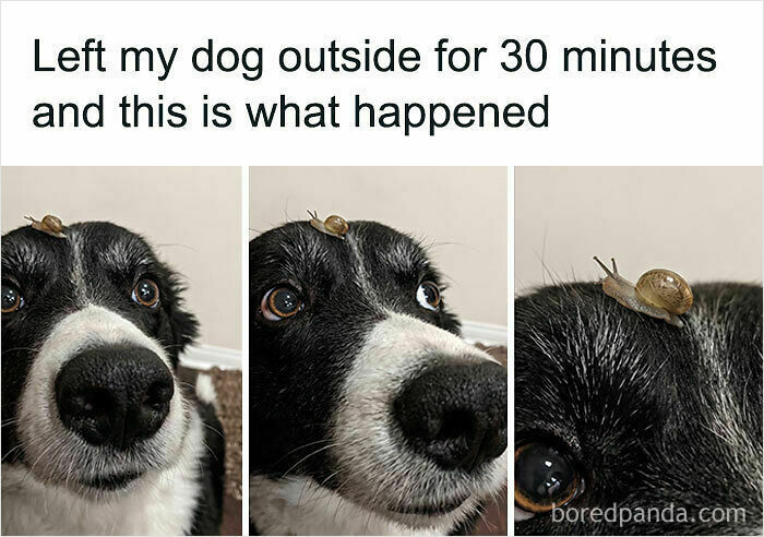 Wholesome animal photos: A three-panel image showing a black and white dog with a tiny snail on its head, with the dog looking surprised in the middle panel.