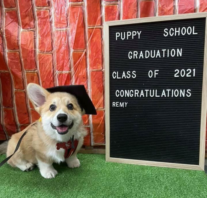 Wholesome animal photo of Remy, a Corgi puppy, happily posing in a graduation cap with a Puppy School sign.
