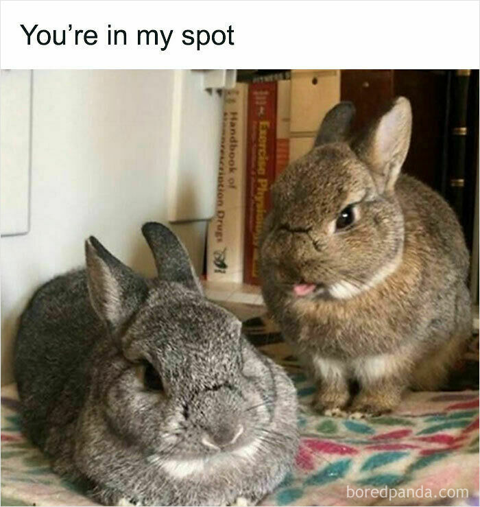 Wholesome animal photos: Two bunnies, one gray and one brown, sitting next to each other, with the brown bunny sticking its tongue out playfully.