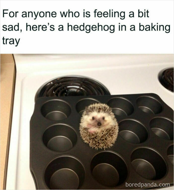 Wholesome animal photos: A small, cute hedgehog curled up in one of the slots of a black muffin baking tray, looking at the camera.