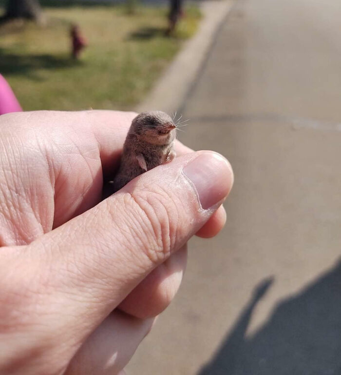 Wholesome animal photo of a very small, cute shrew being held gently in a person's hand.