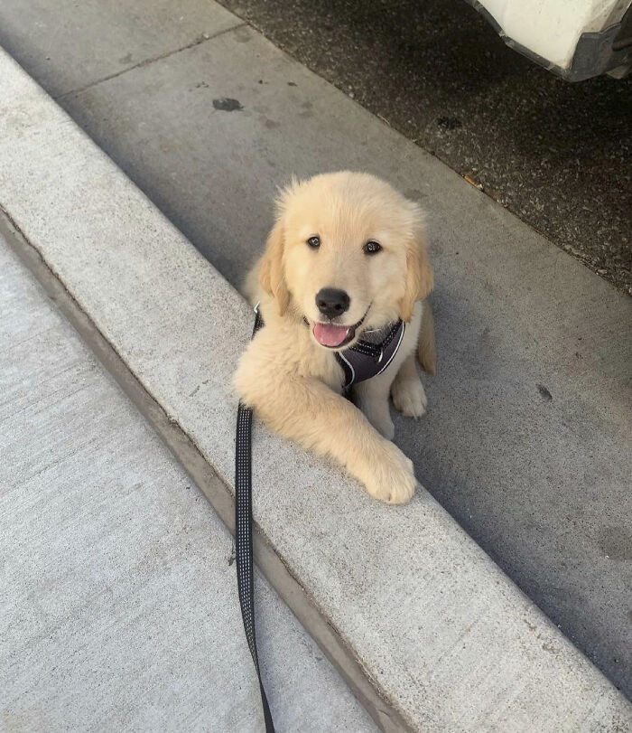 Wholesome animal photos: An adorable golden retriever puppy wearing a harness, sitting on a sidewalk with its paw resting on the curb, looking up happily.