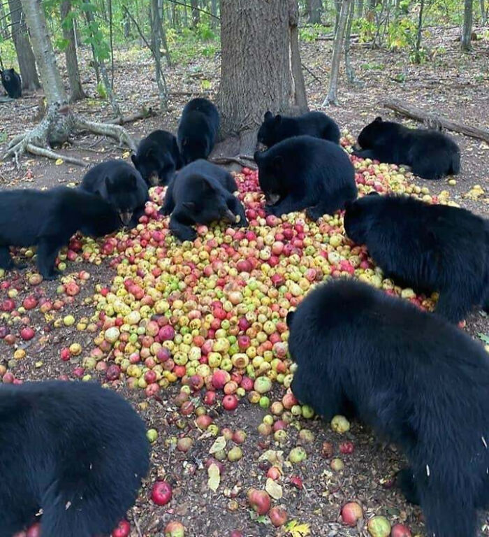 Wholesome animal photos: Black bears eating a large pile of apples in a forest.
