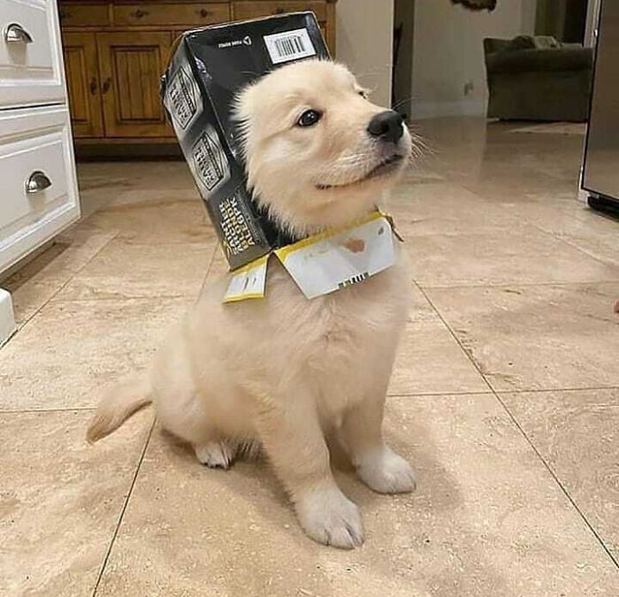 Wholesome animal photo of a cute Golden Retriever puppy with a box comically stuck on its head.