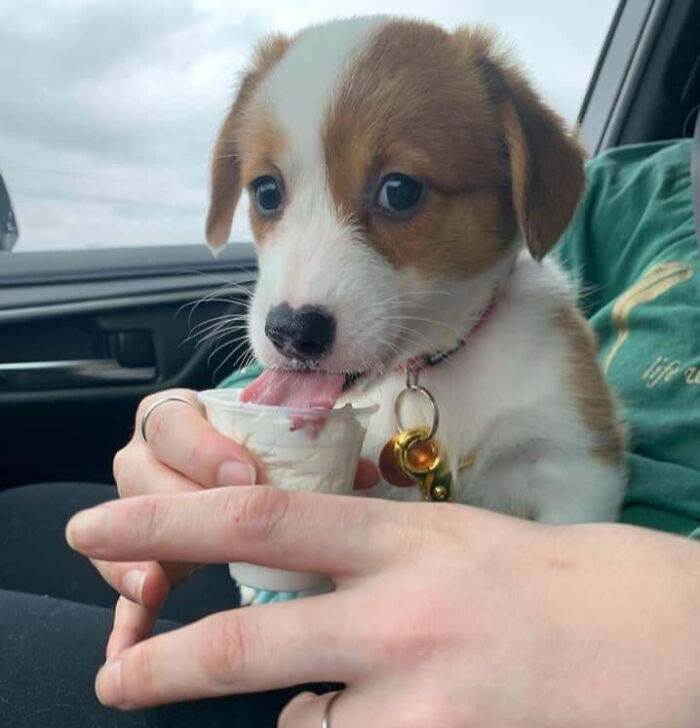 Wholesome animal photos: A puppy licking ice cream from a small cup held by a person.