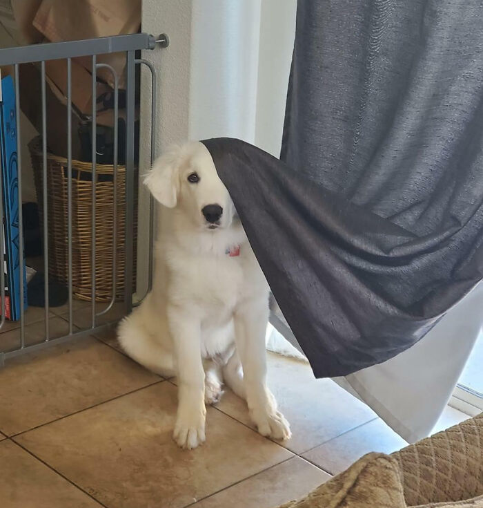 A wholesome white puppy peeking from behind a curtain, capturing a cute animal photo that restores faith in the internet.