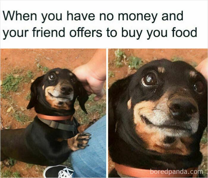 A wholesome animal photo meme of a happy dachshund dog, showing its gratitude for food.