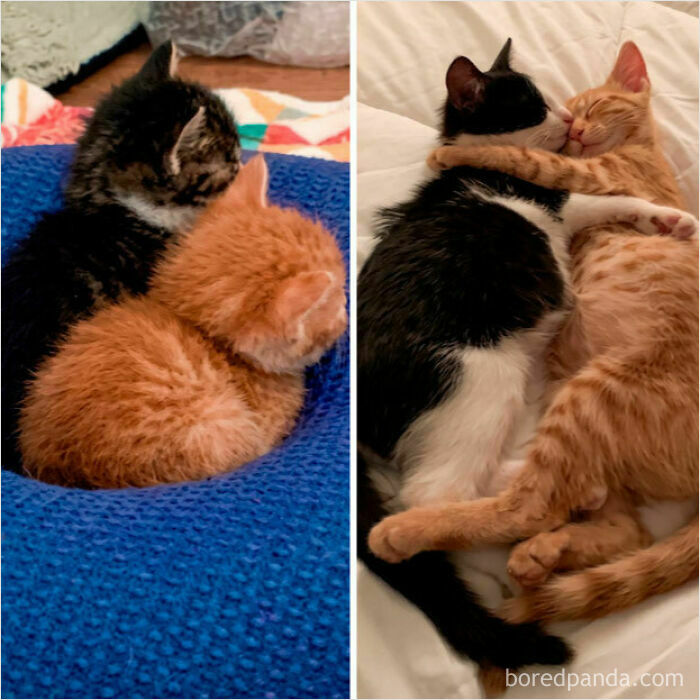 A wholesome animal photo showing two kittens cuddling as babies and then as grown cats.