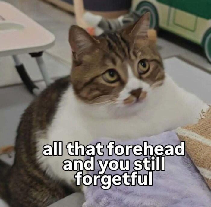 Amusing cat memes: A brown and white cat sitting with text about forehead size and forgetfulness.