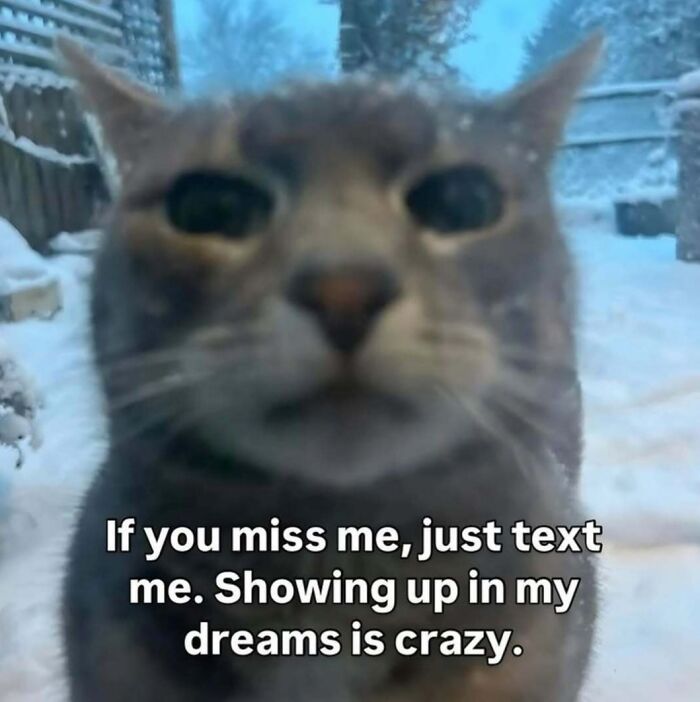 A cat meme showing a serious-faced grey cat in the snow, humorously asking someone to text instead of appearing in dreams.