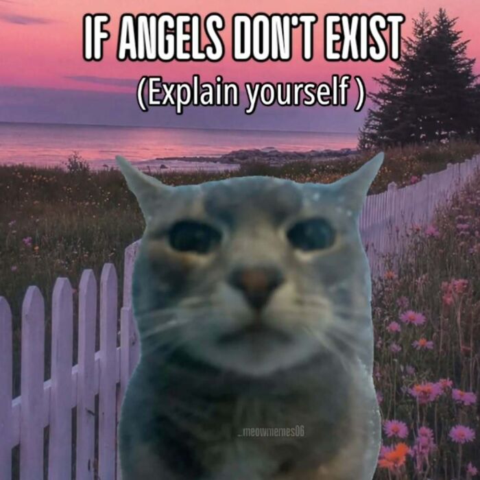 A cat meme standing in front of a fence and field with a sunset and pine trees, asking 'if angels don't exist (explain yourself)'.