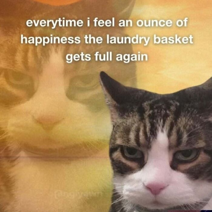 A cat meme featuring a grumpy cat and text about laundry, perfect to send someone special.