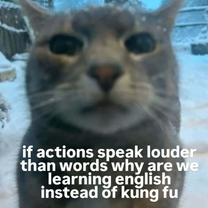 A close-up cat meme in the snow with text 'if actions speak louder than words why are we learning english instead of kung fu'.