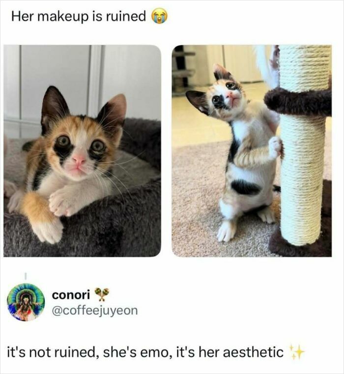 A split image of a kitten with black eye markings, looking like a funny meme.