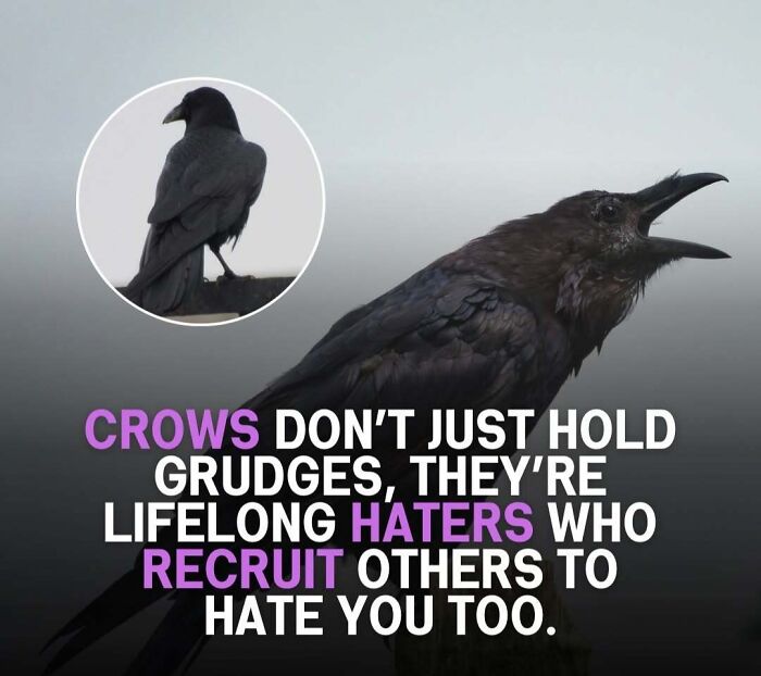 A meme featuring a crow, conveying a relatable message about holding grudges.