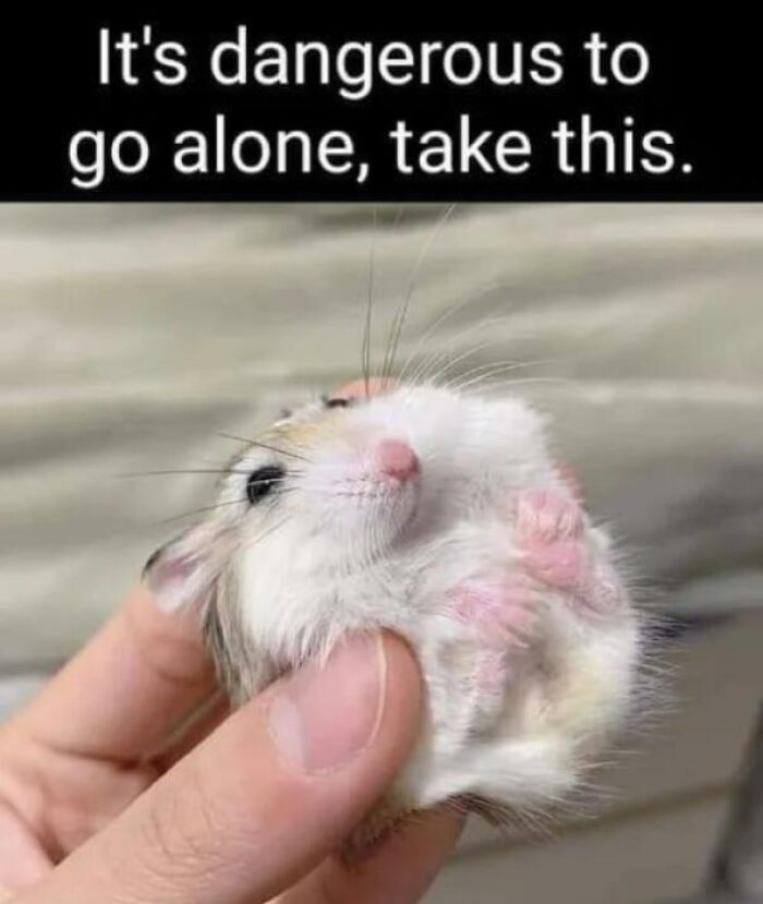 Wholesome animal photo of a tiny hamster being held in someone's hand, looking up with its tiny paws visible.