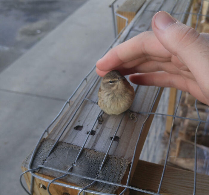 Wholesome animal photo of a small brown bird perched on a wooden and wire structure, being gently petted by a hand.