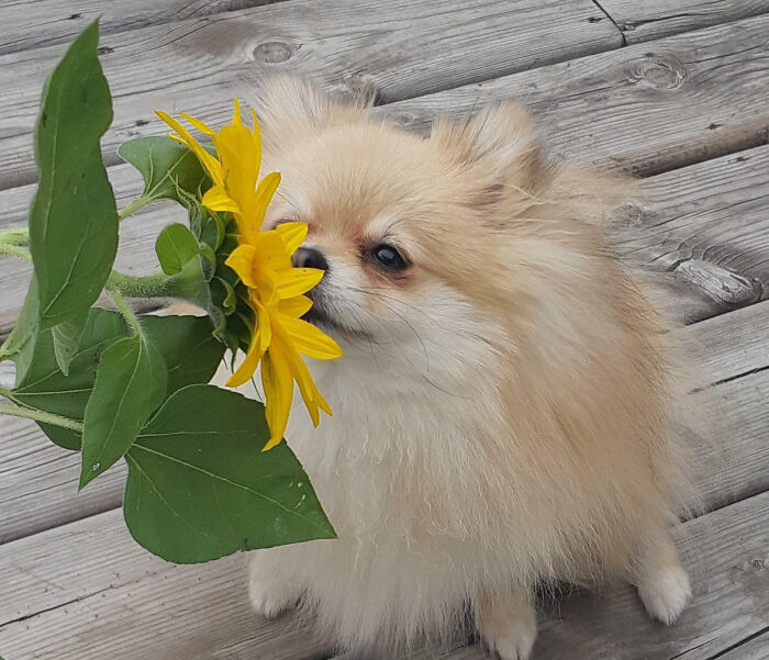 A wholesome animal photo of a fluffy Pomeranian dog happily sniffing a bright yellow sunflower.