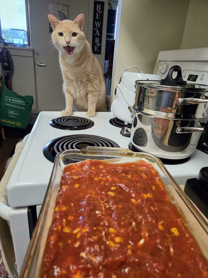 Beige cat meowing on kitchen stove near pot and food dish