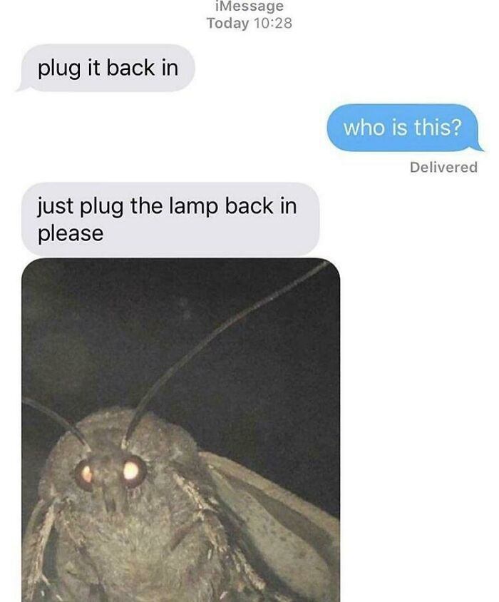 A screenshot of hilarious texts showing a moth wanting its lamp plugged in, a cringe-worthy text exchange.