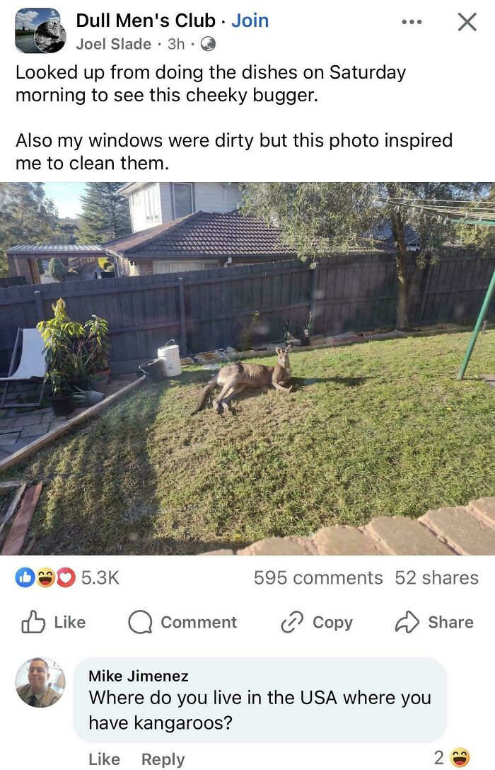 A social media post with a kangaroo in a yard, and an American asks where in the USA kangaroos live, showing national stupidity.