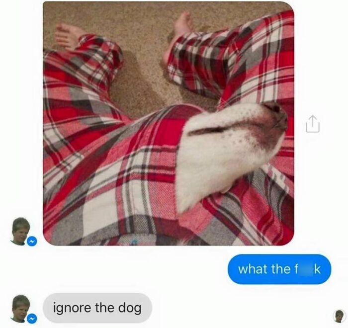 A screenshot of hilarious texts, where a person sends an image of a dog in their plaid pajamas.