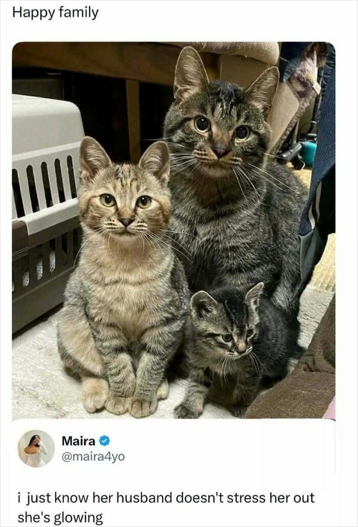 A meme showing a family of three tabby cats, with a tweet about a glowing woman and her husband.