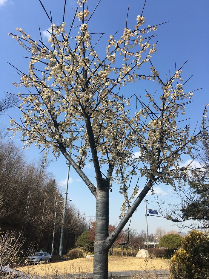 An artificial tree with white blossoms, symbolizing the sad world where nature is replaced by man-made objects.