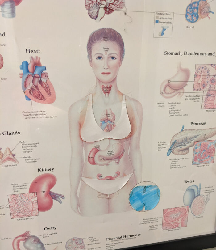 An anatomical chart displaying human organs like the heart, kidney, and stomach, illustrating the horrid world.