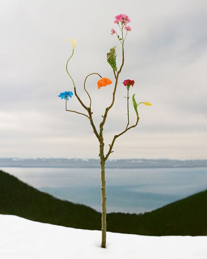 Jennifer Latour's photography showcases intricate flower compositions on a bare tree, overlooking a vast body of water.