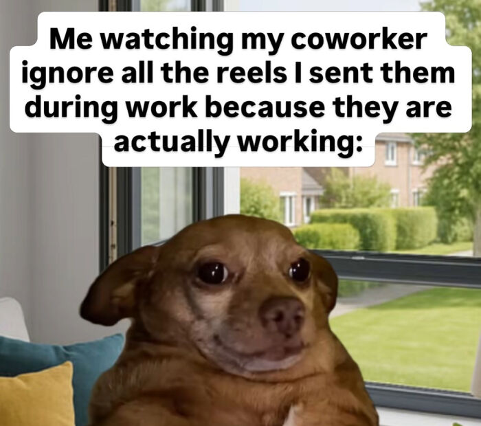 A relatable work meme featuring a dog: Me watching my coworker ignore all the reels I sent them during work. New pics.