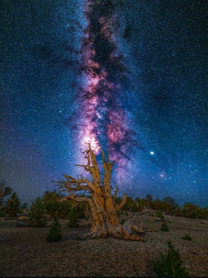 This Tree In California Is Over 4,800 Years Old. It Was Already Ancient When The Egyptian Pyramids Were Being Built, And Its Exact Location Is Kept A Secret To Protect It