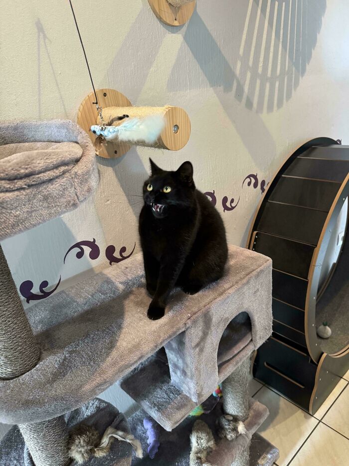 Black cat meowing on a cat tree with toy mouse hanging nearby