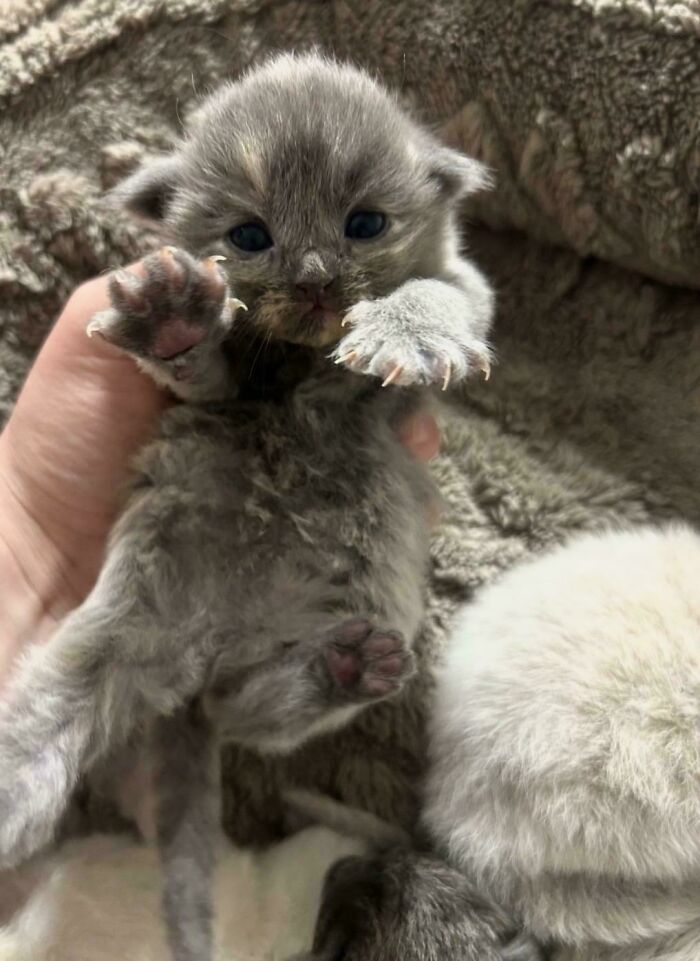 A tiny grey kitten being held, showing off its miniature cat claws.