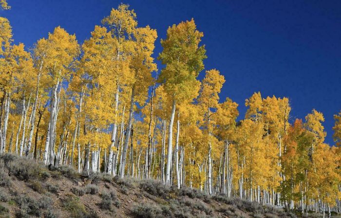 This Forest In Utah Is Actually A Single Living Organism. All 47,000 Trees Are Genetically Identical And Share One Underground Root System — Together They Weigh 6,000 Tonnes, Making It The Heaviest Living Thing On Earth