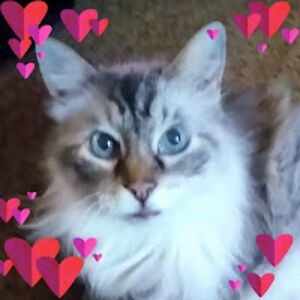 cheyenne_5 avatar