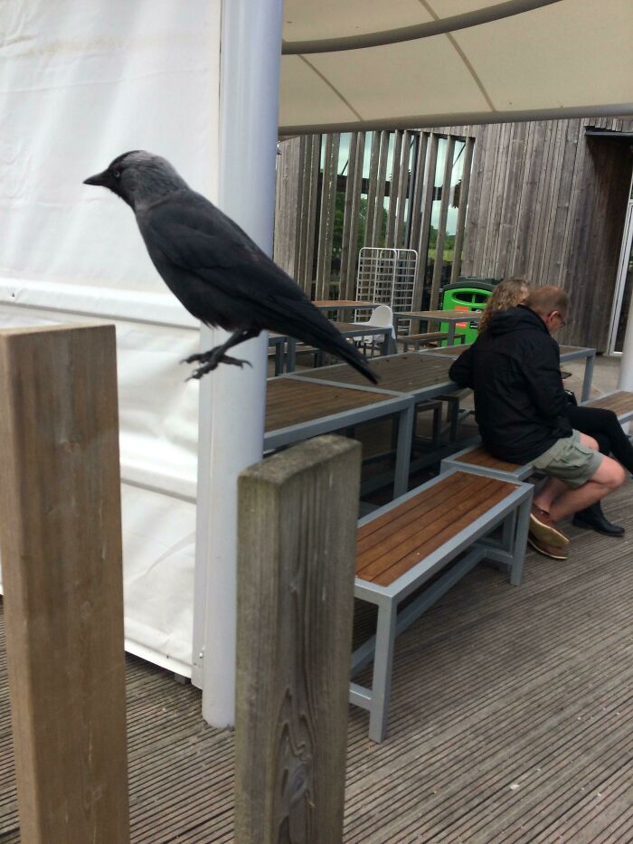A baffling image of a bird seemingly floating on air next to a wooden post, with people sitting at tables behind it.