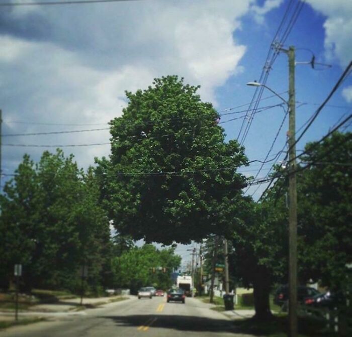 A tree appears to be floating above a street with power lines, a baffling image defying physical sense.