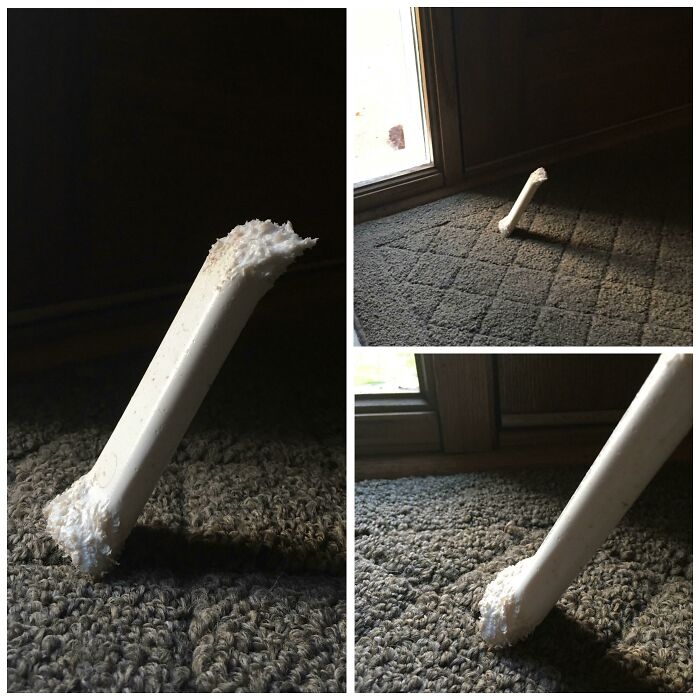 A sequence of baffling images showing a bone seemingly standing upright and floating in different indoor settings.