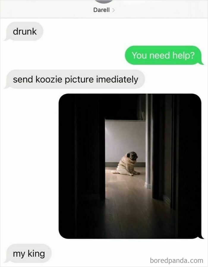 A screenshot of hilarious texts asking for a koozie picture, revealing a small, sad pug dog.