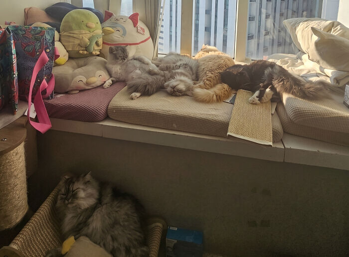 Several cats napping on a window sill and in a basket, showcasing cats important meetings.