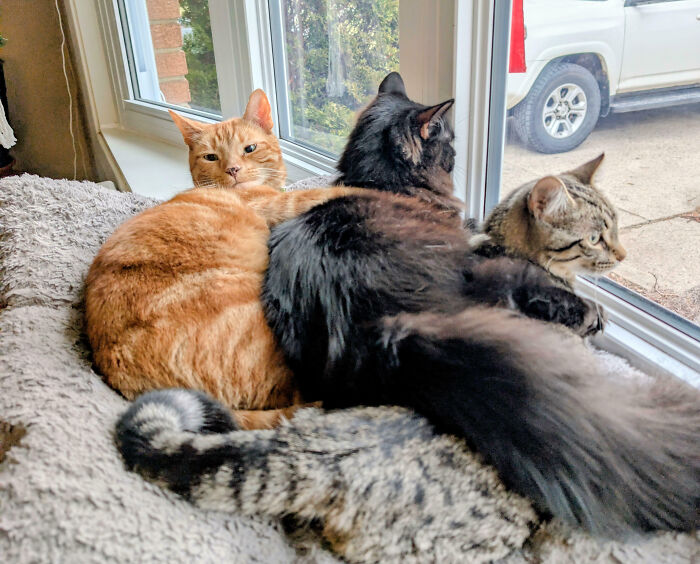 Three cats on a window sill interrupted during their important meeting by a photographer.