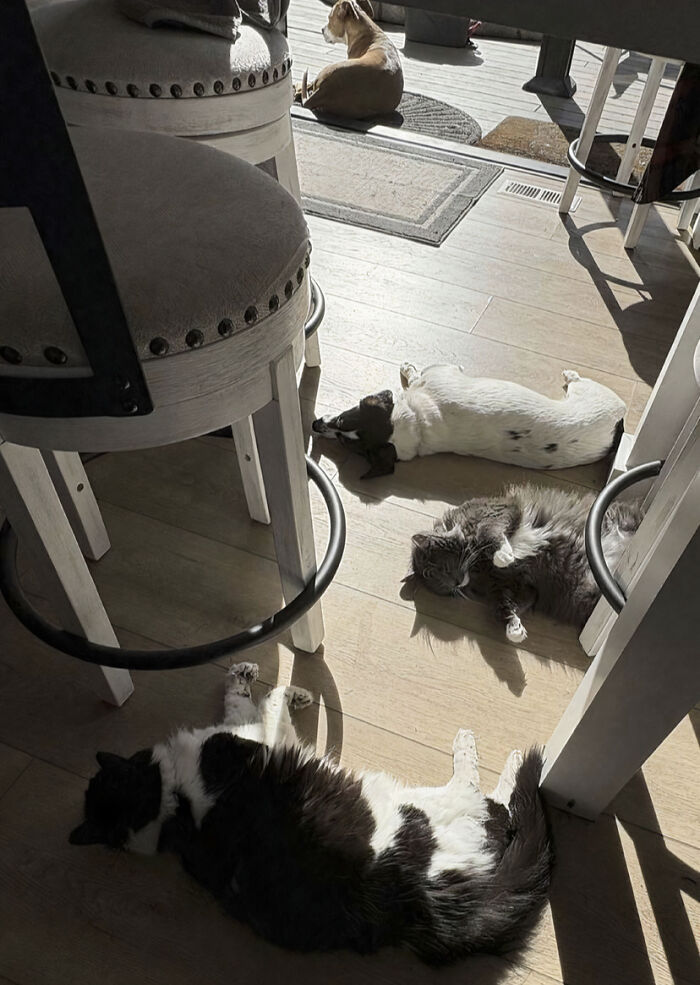 Three cats and a dog napping on a sunny wooden floor, highlighting cats important meetings.