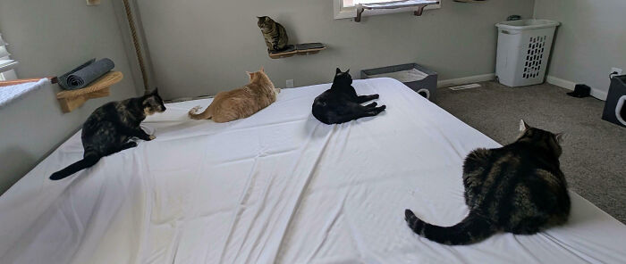 Hilarious cats holding an important meeting on a bed, with one cat on a shelf above.
