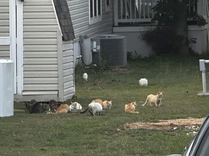 A group of cats gathered in a grassy outdoor area, as people interrupted cats important meetings.