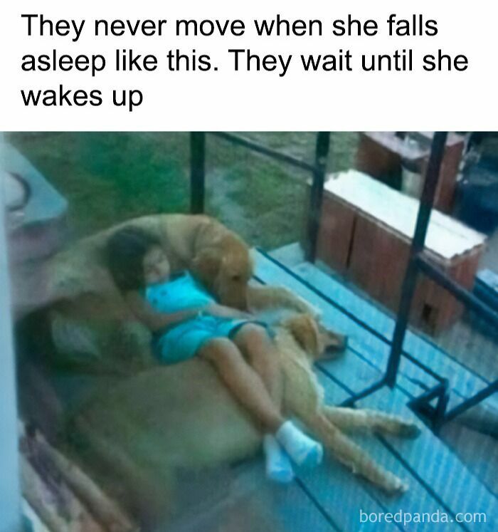 A girl sleeping soundly on two golden retriever animal memes, exemplifying funny and adorable animal comfort.