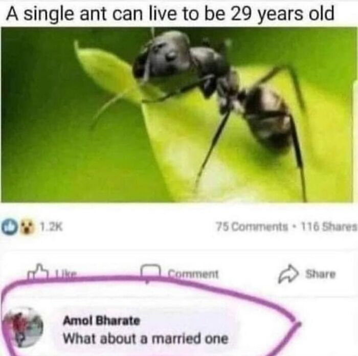 A funny animal meme with an ant and a Facebook comment asking What about a married one in response to a fact about ant lifespan.