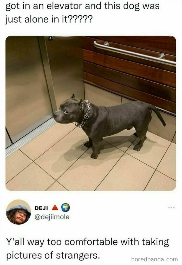 An adorable animal meme featuring a small dog in an elevator looking confused.